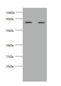 KNG1 Antibody