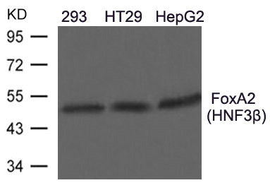 FOXA2 Antibody