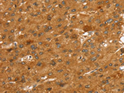 SLC7A9 Antibody