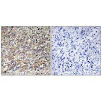 COX17 Antibody