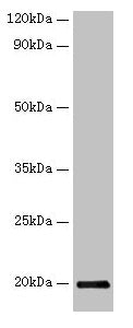 IFNG Antibody