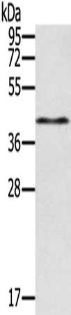 RASSF4 Antibody