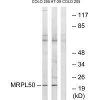 MRPL50 Antibody