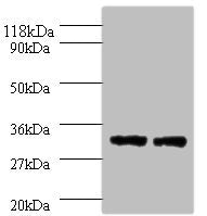 HLA-DPA1 Antibody