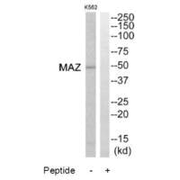MAZ Antibody