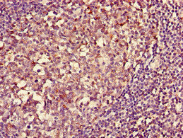 HLA-DQA1 Antibody, Biotin conjugated