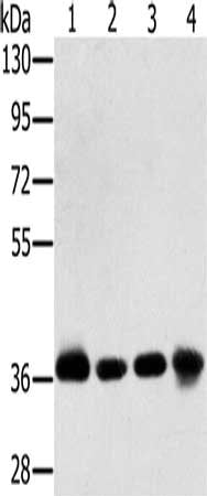 PDLIM1 Antibody