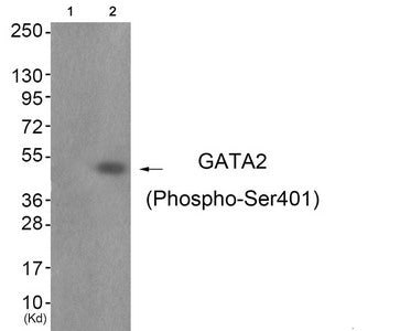 Phospho-GATA2 (Ser401) Antibody