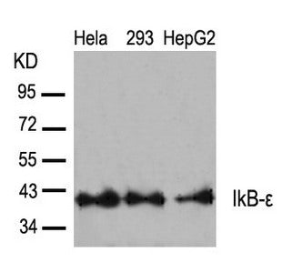NFKBIE (Ab-22) Antibody