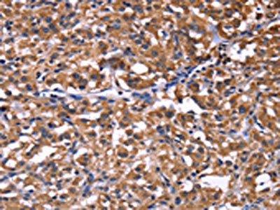 SELPLG Antibody