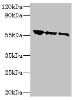 G Antibody