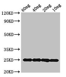 mpt64 Antibody