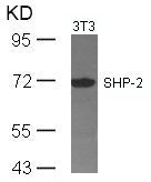 PTPN11 (Ab-542) Antibody