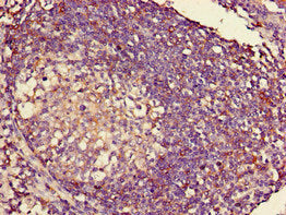 HLA-C Antibody, Biotin conjugated