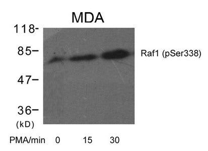 Phospho-RAF1 (Ser338) Antibody