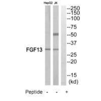 FGF13 Antibody