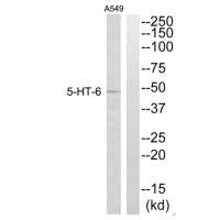 HTR6 Antibody