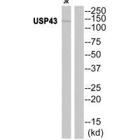 USP43 Antibody