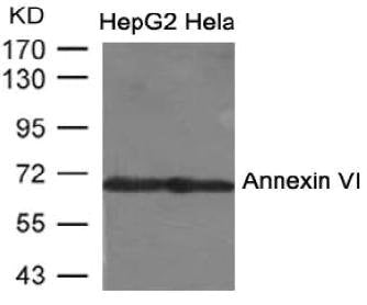 ANXA6 Antibody