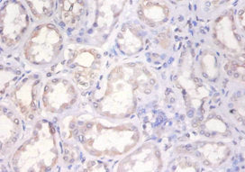 H2AFX Antibody