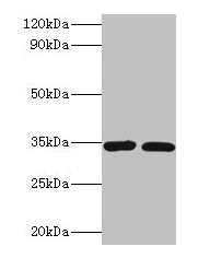 CASP7 Antibody