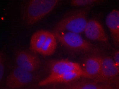 Phospho-TH (Ser40) Antibody