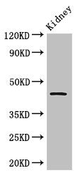Tp53 Antibody