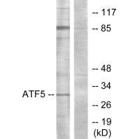 ATF5 Antibody