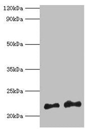 Hras Antibody