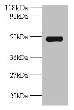 Avpr1a Antibody