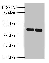 Avpr1b Antibody