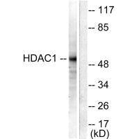 HDAC1 Antibody