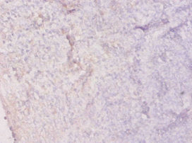 HPRT1 Antibody