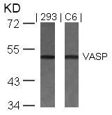 VASP (Ab-157) Antibody