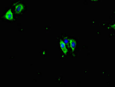 PRKCG Antibody