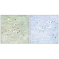 NPAS4 Antibody