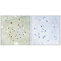 RPS19BP1 Antibody