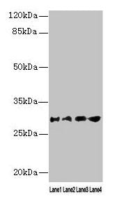 AQP1 Antibody