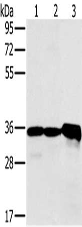 NDUFA9 Antibody