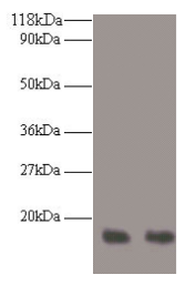 RPA3 Antibody