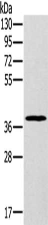 MDH1 Antibody