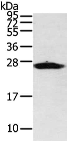 VDAC3 Antibody