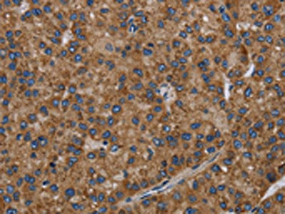 PVRL2 Antibody