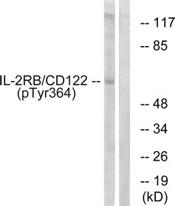 Phospho-IL2RB (Tyr364) Antibody