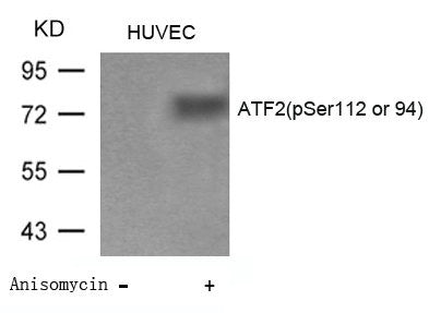 Phospho-ATF2 (Ser112 or 94) Antibody