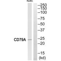 CD79A Antibody