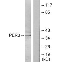 PER3 Antibody