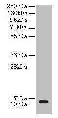 clpS Antibody