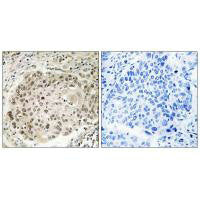 USP36 Antibody