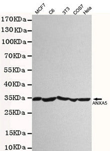 ANXA5 Antibody